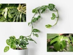 Monstera Sorten