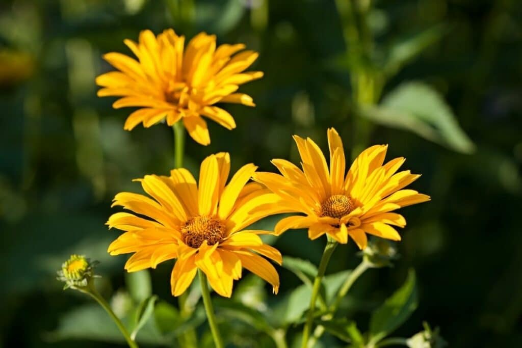 Sonnenauge (Heliopsis scabra), winterhart