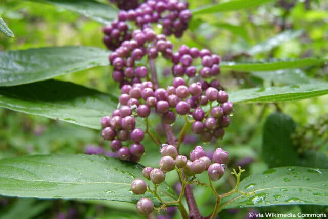 Baum und Strauch mit lila Beeren 10 Arten Gartendialog.de