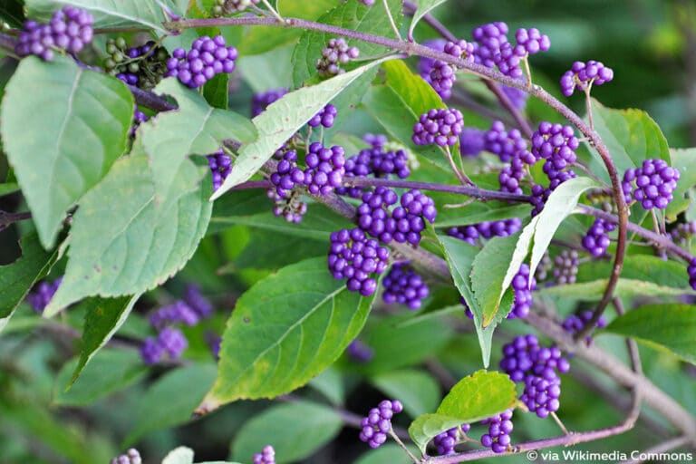 Baum und Strauch mit lila Beeren 10 Arten Gartendialog.de