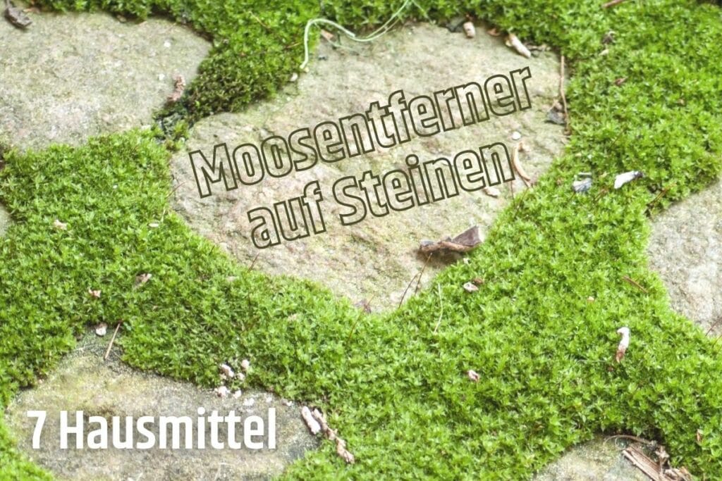 Moos von Steinen entfernen 7 Hausmittel Gartendialog.de