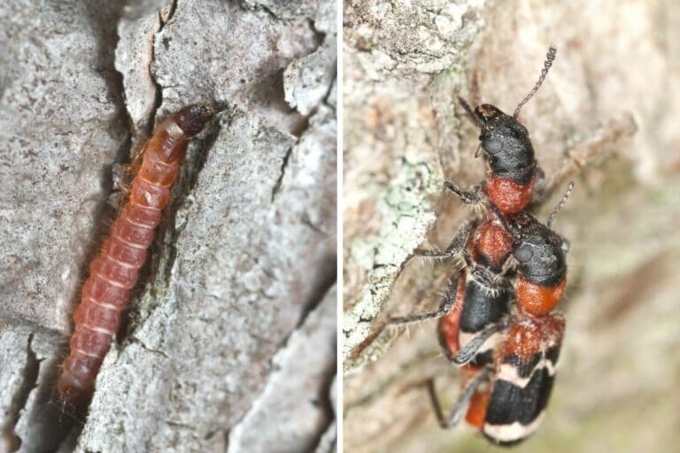 Was sind das für kleine rote Würmer im Haus? Gartendialog.de