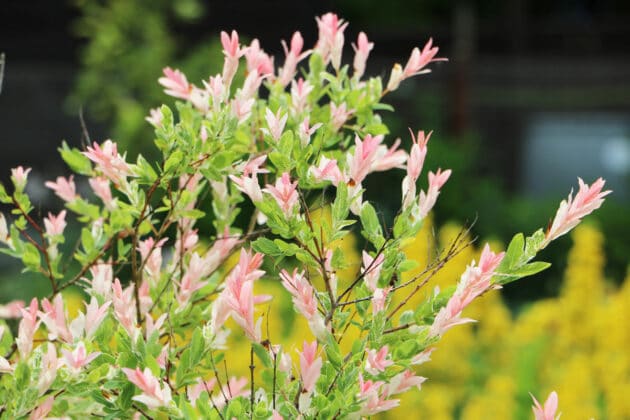 Kleine Bäume bis 3m Höhe 38 Gartenbäume Gartendialog.de