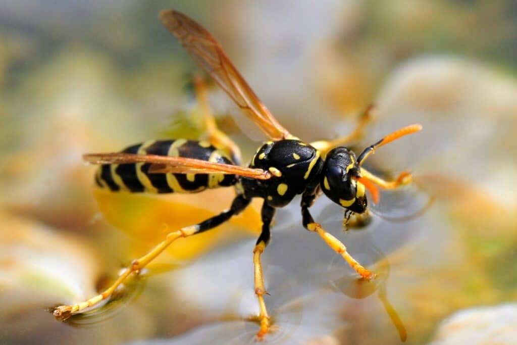 Haus-Feldwespe - Polistes dominula