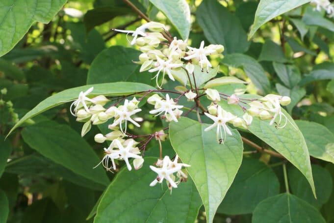 Kleine Bäume bis 3m Höhe 38 Gartenbäume Gartendialog.de