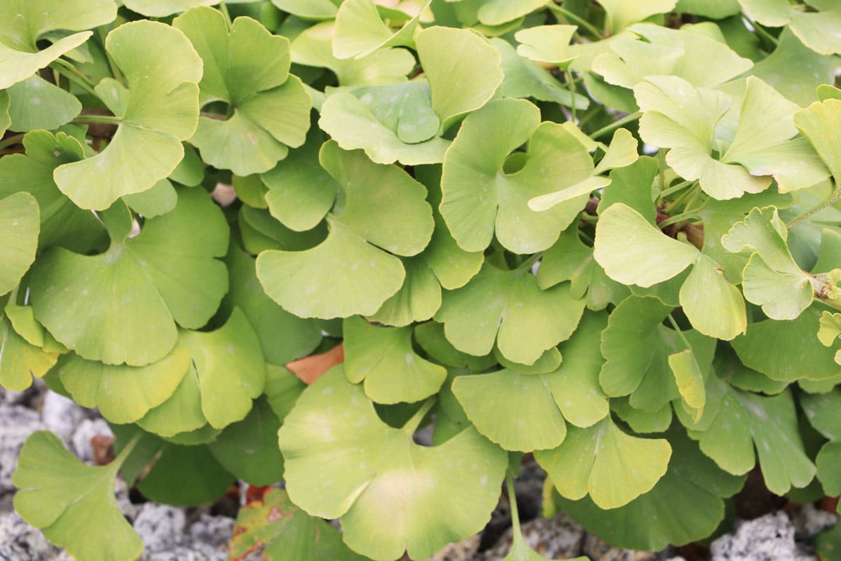 Kleine Bäume bis 3m Höhe 38 Gartenbäume Gartendialog.de