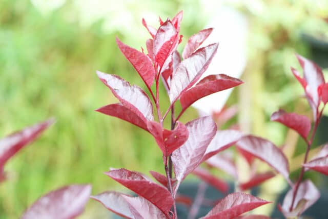 Kleine Bäume bis 3m Höhe 38 Gartenbäume Gartendialog.de