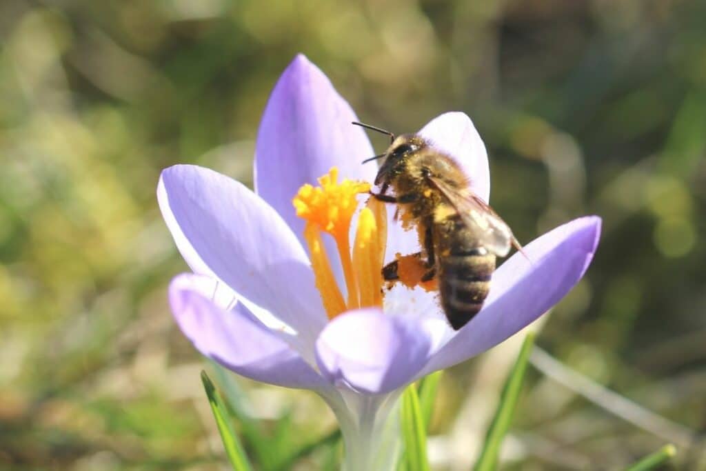 Biene an Krokus