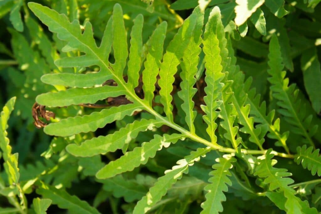 Bodendecker für Schatten und Halbschatten - Perlfarn (Onoclea sensibilis)