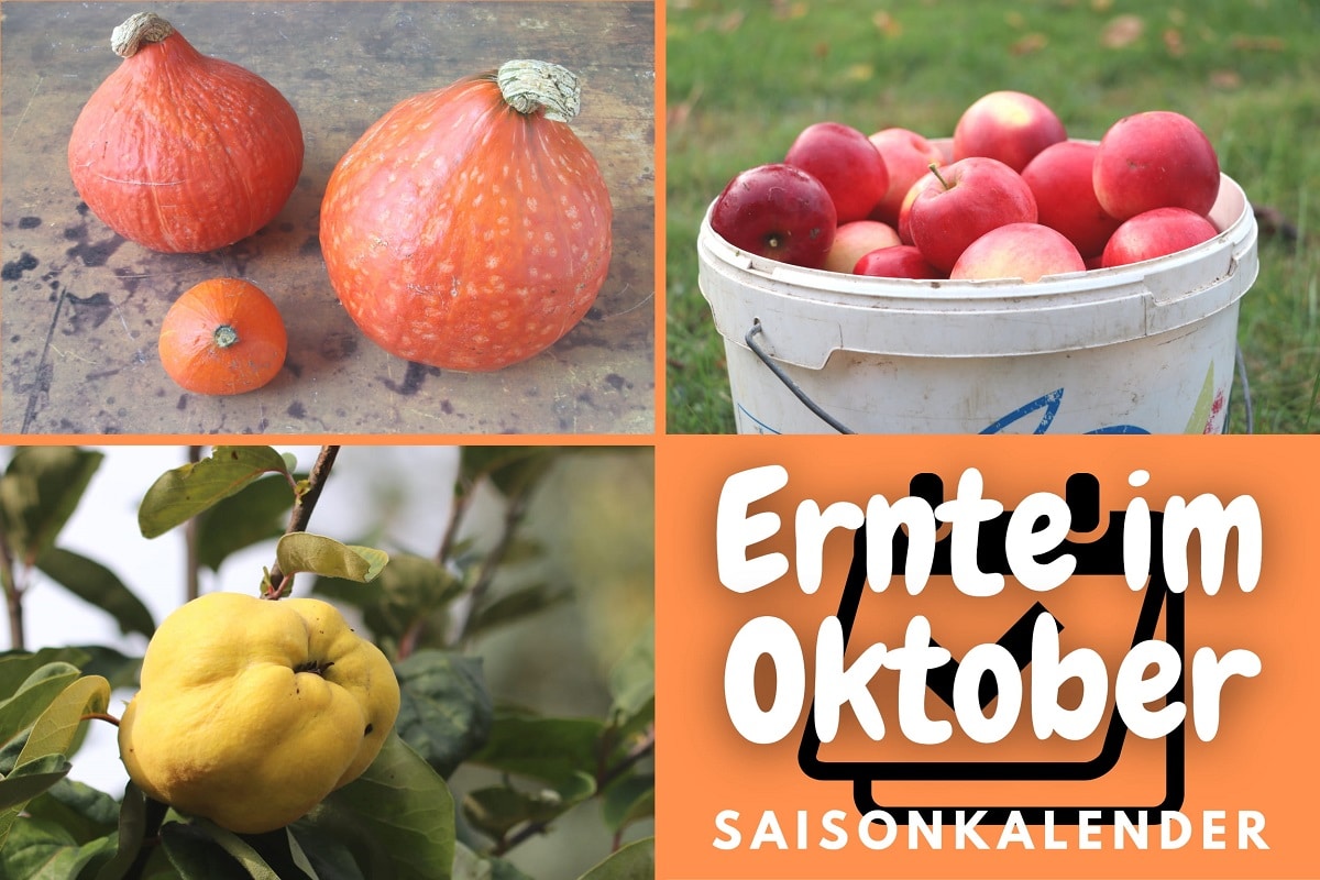 Ernte im Oktober - Äpfel, Kürbisse und Quitten