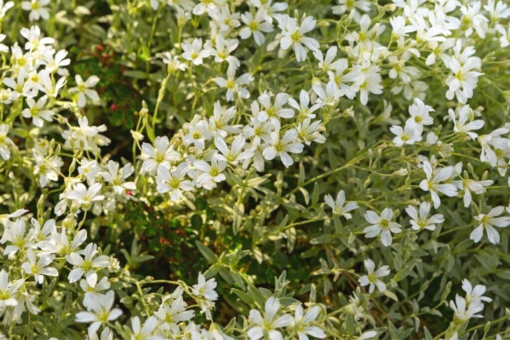 Filziges Hornkraut (Cerastium tomentosum)