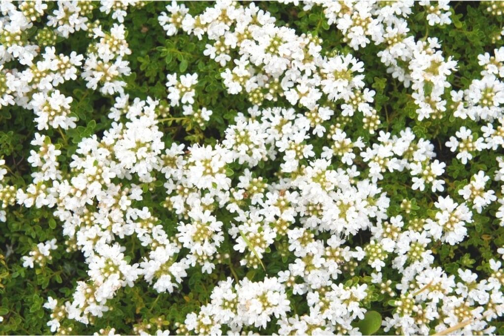 Frühblühender Thymian (Thymus praecox 'Albiflorus')