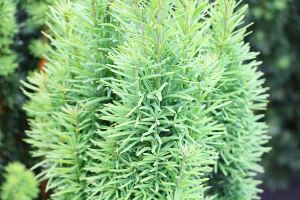 Säuleneibe (Taxus baccata fastigiata)