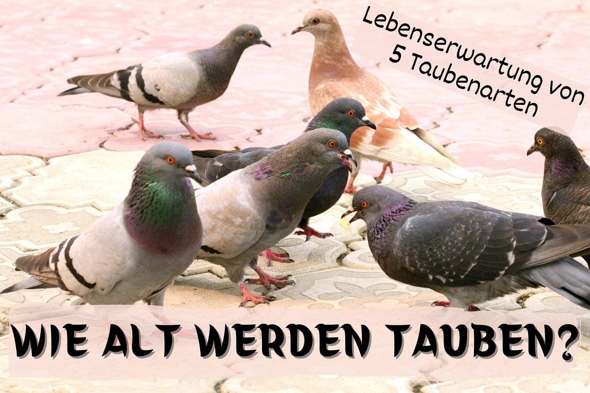 Tauben