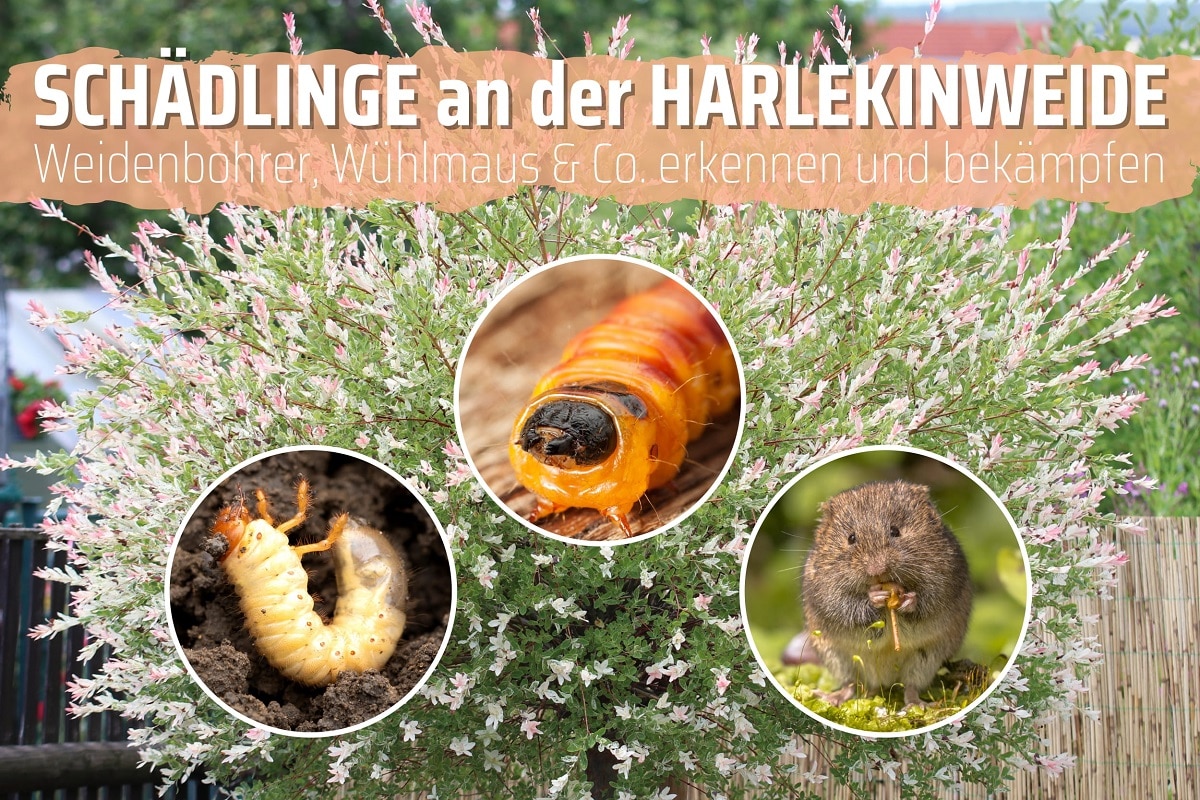 Harlekinweide mit Schädlingen