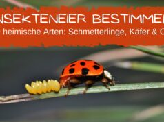 Insekteneier bestimmen - Marienkäfer legt Eier