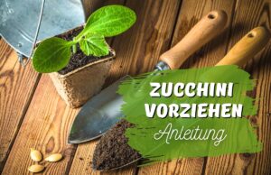 Zucchini vorziehen