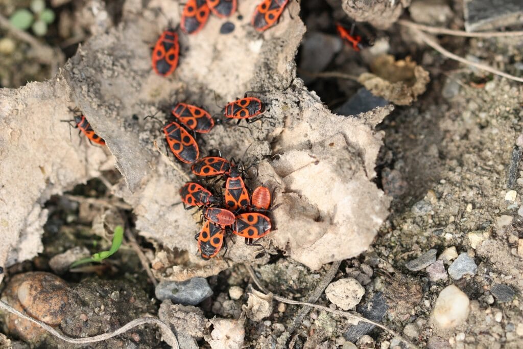 Feuerwanzen (Pyrrhocoris aprerus) - Adulte Exemplare