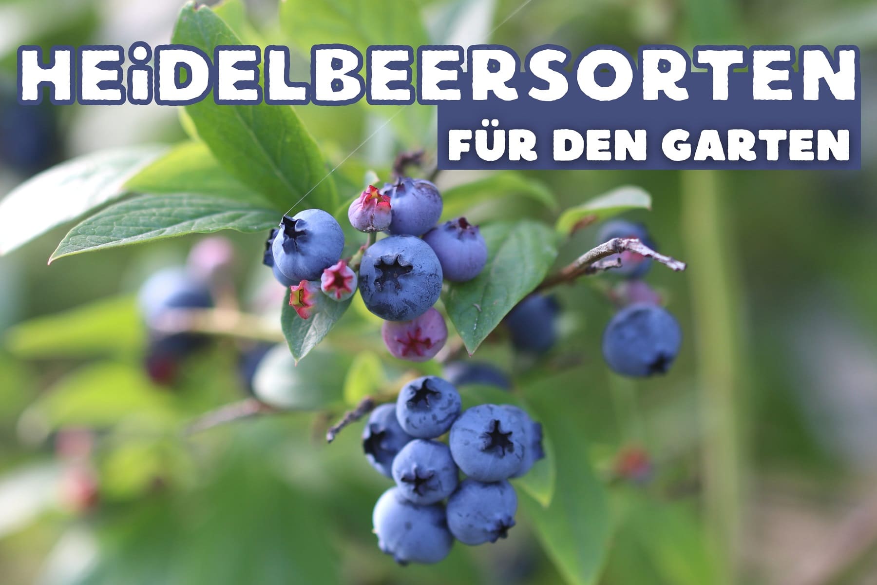 Heidelbeeren im Garten