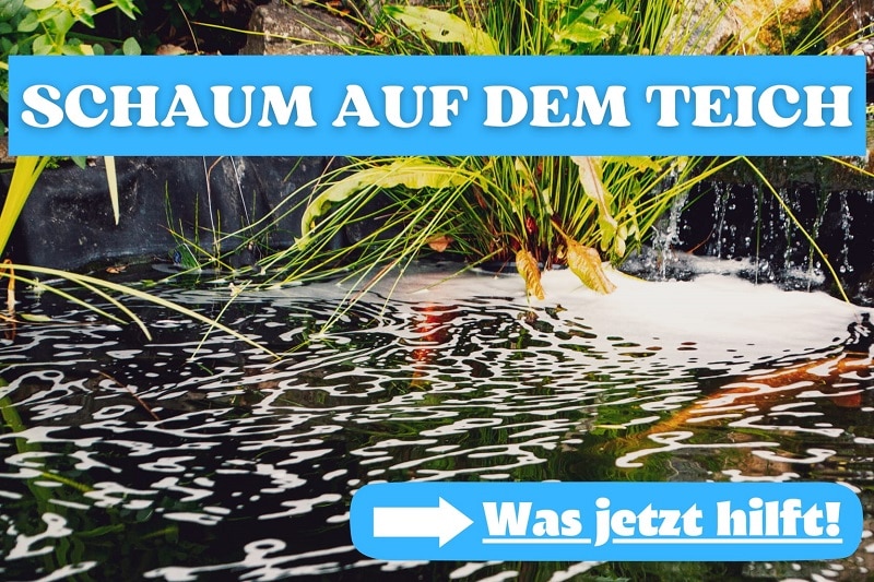 Teichwasser schäumt