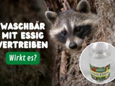 Waschbär schaut aus Baumstamm & Essigflasche