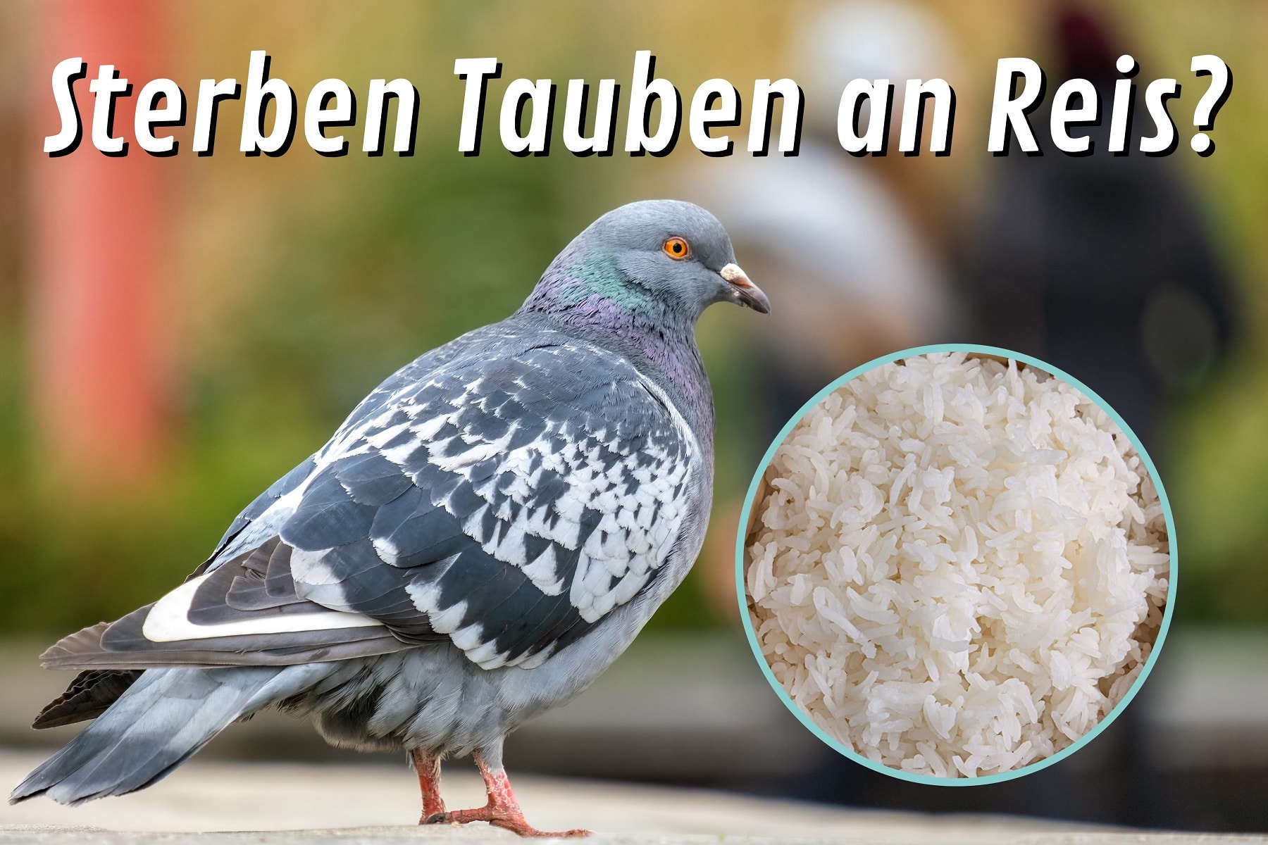 Tauben mit Reis töten