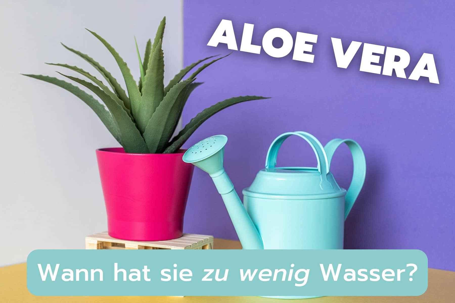 Aloe Vera zu wenig Wasser