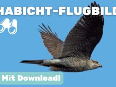 Flugbild des Habichts