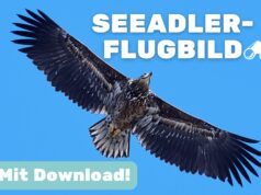 Flugbild vom Seeadler