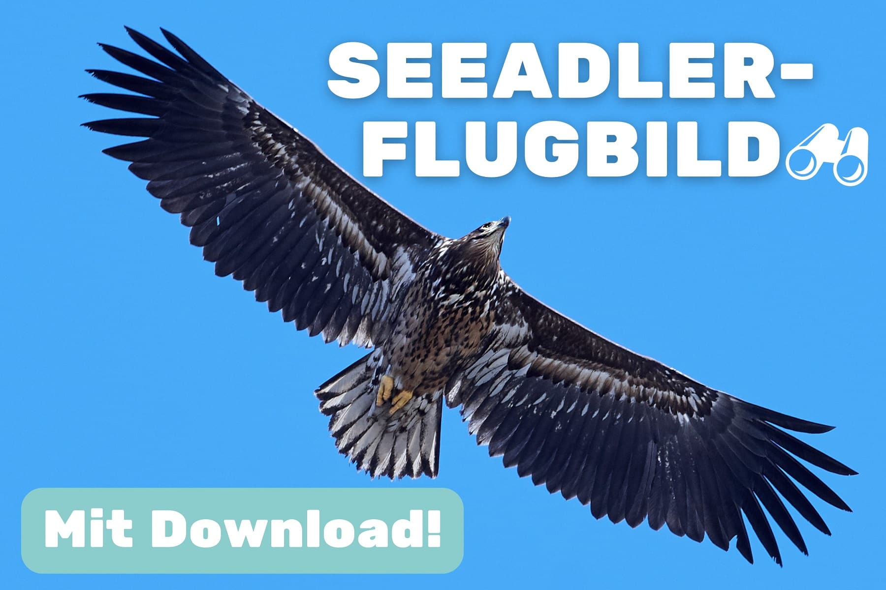 Flugbild vom Seeadler