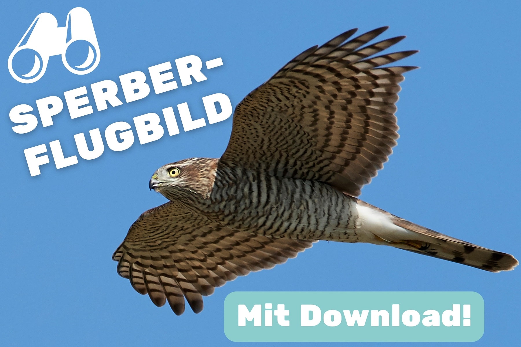 Sperber-Flugbild