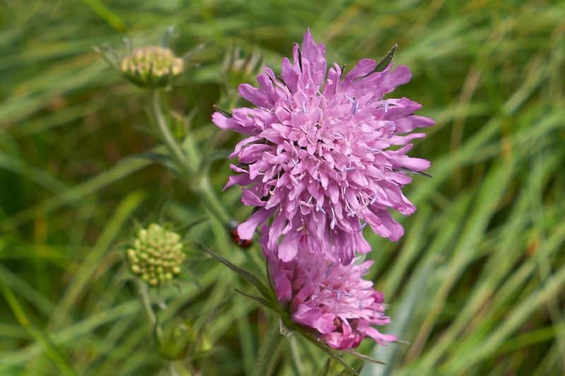 Acker-Witwenblume (Knautia arvensis)