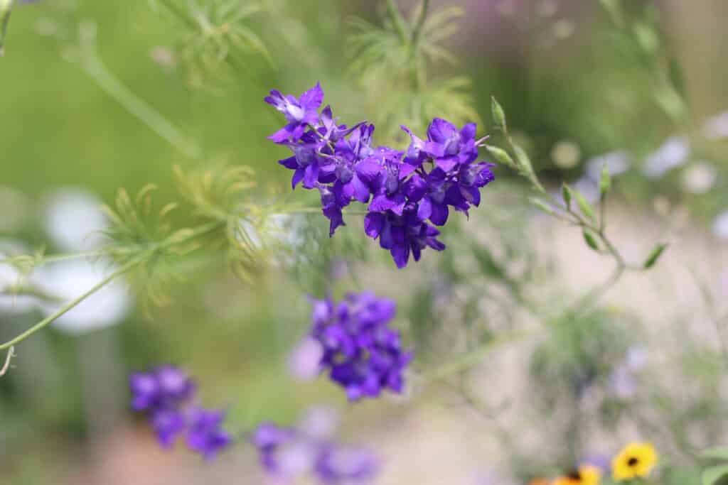 Feldrittersporn (Consolida regalis)