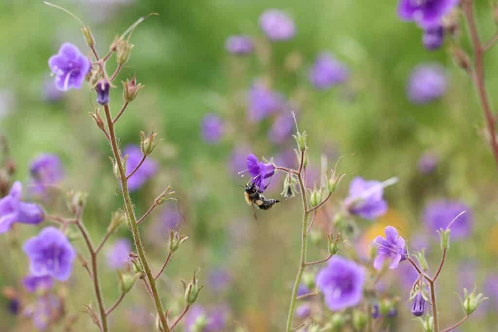 Kleines Büschelschön (Phacelia minor)