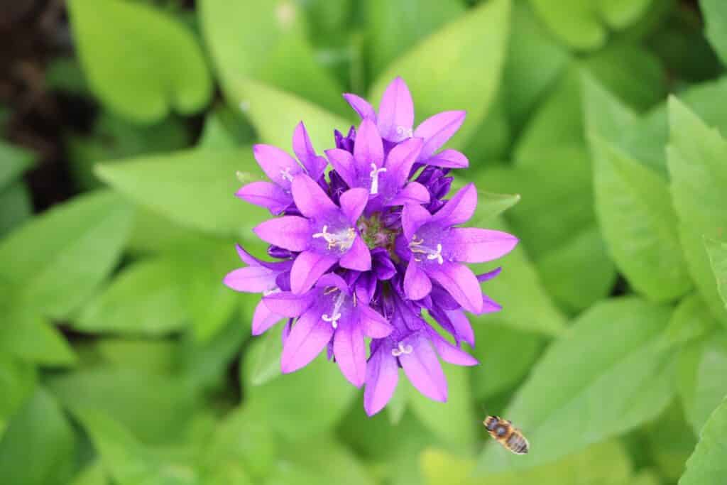 Knäuel-Glockenblume (Campanula glomerata)