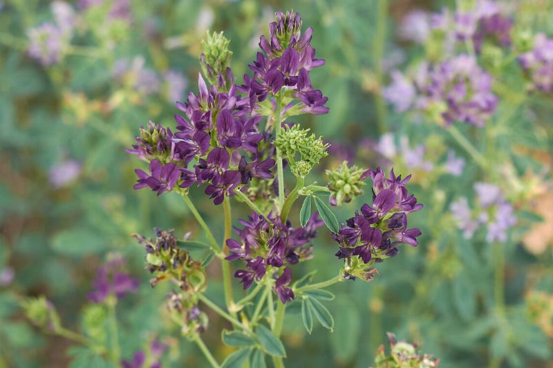 Unkraut mit lila Blüten - Luzerne (Medicago sativa)