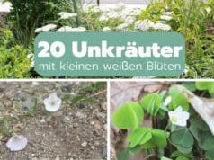 Unkräuter mit kleinen weißen Blüten