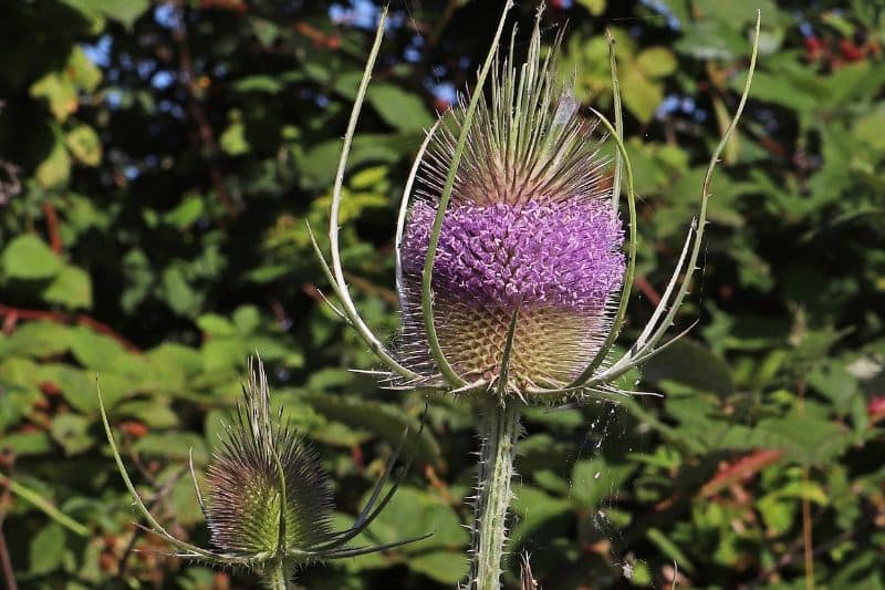 Unkraut mit lila Blüten - Wilde Karde (Dipsacus fullonum)